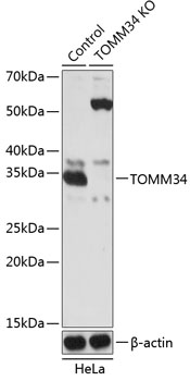 Anti-TOMM34 Antibody [KO Validated] (CAB19960)