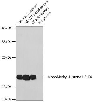 Anti-MonoMethyl-Histone H3-K4 Antibody (CAB2355)