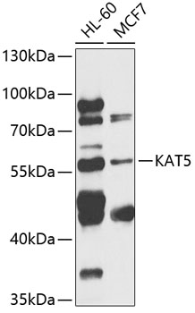 Anti-KAT5 Antibody (CAB13259)