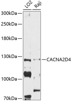 Anti-CACNA2D4 Antibody (CAB12287)