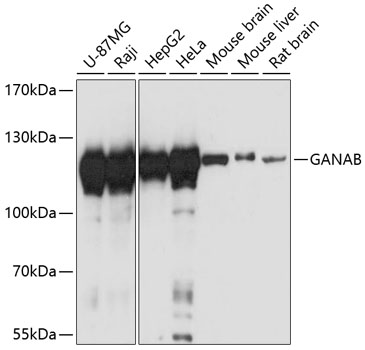 Anti-GANAB Antibody (CAB13851)