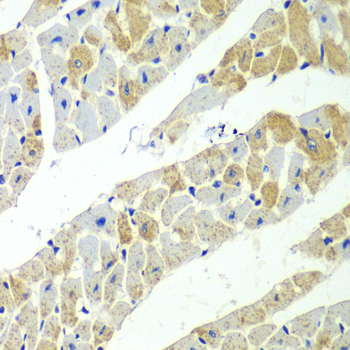 Anti-SERPINH1 Antibody (CAB13474)