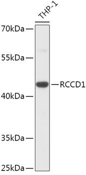 Anti-RCCD1 Antibody (CAB17804)