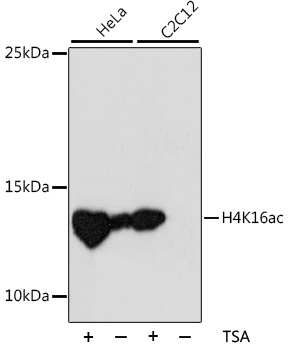 Anti-Acetyl-Histone H4-K16 Antibody (CAB5280)