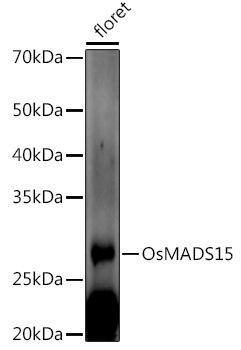 Western blot analysis of extracts of various tissues from the japonica rice (Oryza sativa L. ) variety Zhonghua 11, using OsMADS15 antibody at 1:1000 dilution. Secondary antibody: HRP Goat Anti-Rabbit IgG (H+L) at 1:10000 dilution. Lysates/proteins: 25ug per lane. Blocking buffer: 3% nonfat dry milk in TBST. Detection: ECL Enhanced Kit. Exposure time: 60s.