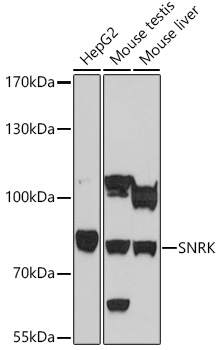 Anti-SNRK Antibody (CAB17171)