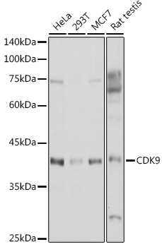 Anti-CDK9 Antibody (CAB0886)