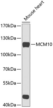 Anti-MCM10 Antibody (CAB5427)