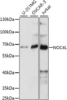 Anti-NOC4L Antibody (CAB15509)