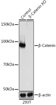 Anti-Beta-Catenin Antibody [KO Validated] (CAB19657)