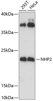 Anti-NHP2 Antibody (CAB5991)