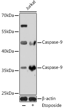 Anti-Caspase-9 Antibody (CAB2636)