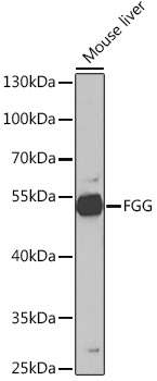 Anti-FGG Antibody (CAB5642)