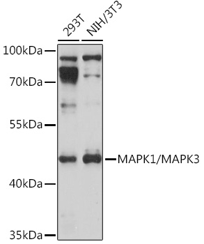 Anti-MAPK1/MAPK3 Antibody (CAB17291)