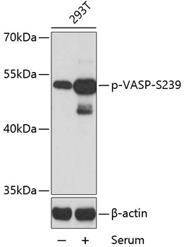 Anti-Phospho-VASP-S239 Antibody (CABP0187)