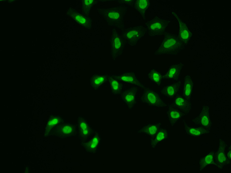 Anti-APEX1 Antibody (CAB1117)