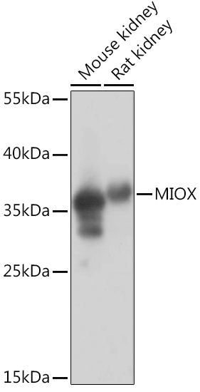Anti-MIOX Antibody (CAB14409)