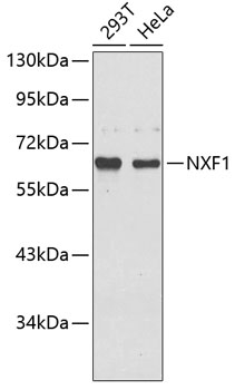 Anti-NXF1 Antibody (CAB5907)