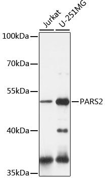 Anti-PARS2 Antibody (CAB16512)