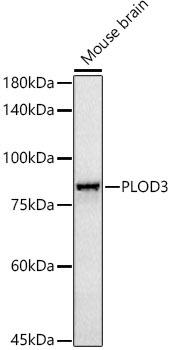 Western blot analysis of extracts of Mouse brain, using PLOD3 antibody at 1:1000 dilution. Secondary antibody: HRP Goat Anti-Rabbit IgG (H+L) at 1:10000 dilution. Lysates/proteins: 25ug per lane. Blocking buffer: 3% nonfat dry milk in TBST. Detection: ECL Basic Kit. Exposure time: 180s.