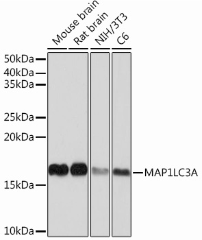 Anti-MAP1LC3A Antibody