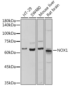 Anti-NADPH oxidase 1 Polyclonal Antibody (CAB8527)