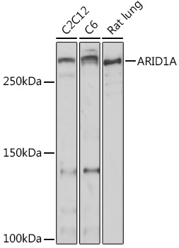 Anti-ARID1A Antibody (CAB18650)