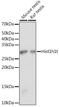 Anti-Hist1h1t Antibody (CAB18597)