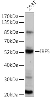 Anti-IRF5 Antibody (CAB16388)