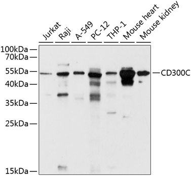Anti-CD300C Antibody (CAB10420)