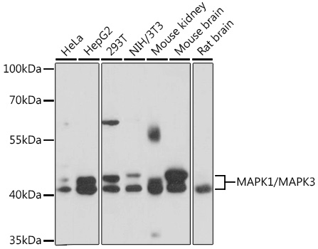 Anti-MAPK1/MAPK3 Antibody (CAB16736)