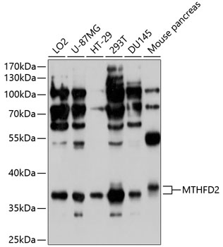 Anti-MTHFD2 Antibody (CAB10386)