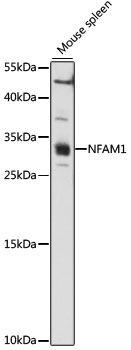 Anti-NFAM1 Antibody (CAB15570)