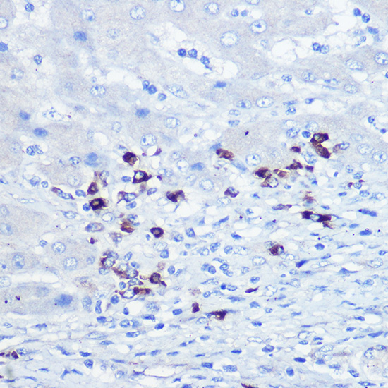 Anti-TLR9 Antibody (CAB14642)