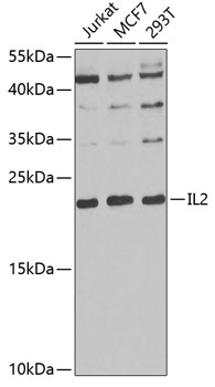 Anti-IL-2 Antibody (CAB0302)