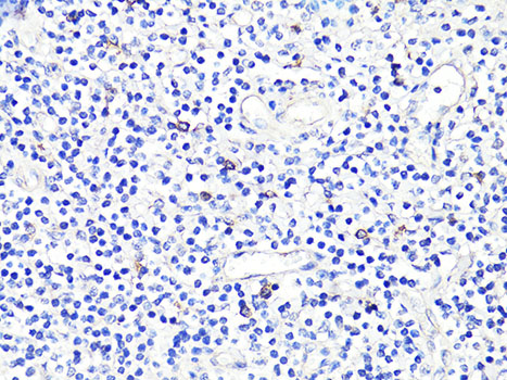 Anti-CD86 Antibody (CAB2353)