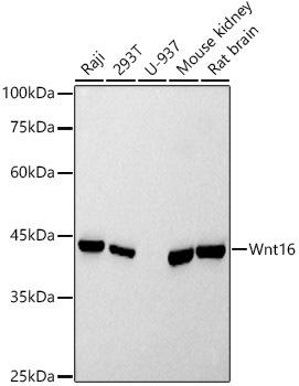 Western blot analysis of extracts of various cell lines, using Wnt16 antibody at 1:500 dilution. Secondary antibody: HRP Goat Anti-Rabbit IgG (H+L) at 1:10000 dilution. Lysates/proteins: 25ug per lane. Blocking buffer: 3% nonfat dry milk in TBST. Detection: ECL Basic Kit. Exposure time: 10s.