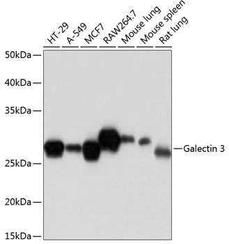 Anti-Galectin 3 Antibody