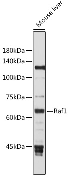 Anti-Raf1 Antibody (CAB0223)
