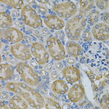 Anti-F8 Antibody