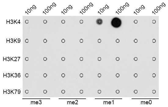 Anti-MonoMethyl-Histone H3-K4 Antibody (CAB2355)