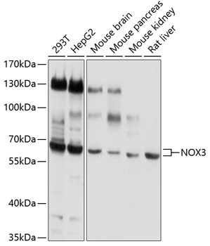 Anti-NOX3 Antibody (CAB3677)