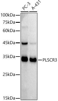 Western blot analysis of extracts of various cell lines, using PLSCR3 antibody at 1:1000 dilution. Secondary antibody: HRP Goat Anti-Rabbit IgG (H+L) at 1:10000 dilution. Lysates/proteins: 25ug per lane. Blocking buffer: 3% nonfat dry milk in TBST. Detection: ECL Basic Kit. Exposure time: 180s.