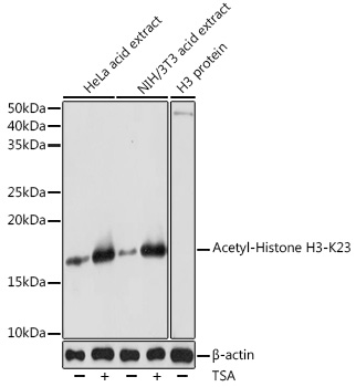 Anti-Acetyl-Histone H3-K23 Antibody (CAB18154)