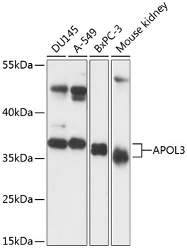 Anti-APOL3 Antibody (CAB13840)