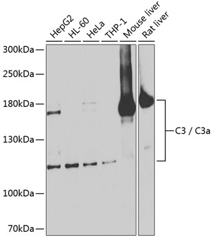 Anti-C3 / C3a Antibody (CAB13283)