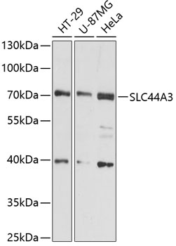 Anti-SLC44A3 Antibody (CAB12820)