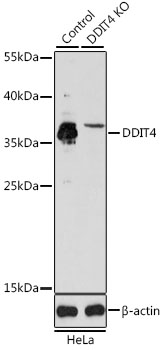 Anti-DDIT4 Polyclonal Antibody [KO Validated] (CAB8086)