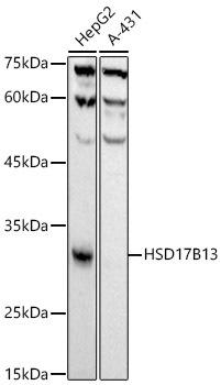 Western blot analysis of extracts of various cell lines, using HSD17B13 antibody at 1:1000 dilution. Secondary antibody: HRP Goat Anti-Rabbit IgG (H+L) at 1:10000 dilution. Lysates/proteins: 25ug per lane. Blocking buffer: 3% nonfat dry milk in TBST. Detection: ECL Basic Kit. Exposure time: 1s.