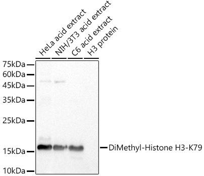 Western blot analysis of extracts of various cell lines, using DiMethyl-Histone H3-K79 antibody at 1:500 dilution. Secondary antibody: HRP Goat Anti-Rabbit IgG (H+L) at 1:10000 dilution. Lysates/proteins: 25ug per lane. Blocking buffer: 3% nonfat dry milk in TBST. Detection: ECL Basic Kit. Exposure time: 10s.